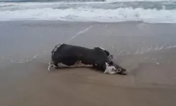 Vacas são encontradas mortas em praia de Guaratuba; prefeitura suspeita que animais foram arrastados por enchentes