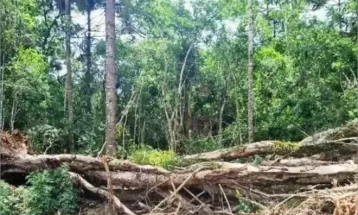 Polícia Ambiental multa proprietários de terras por desmatamento em Prudentópolis