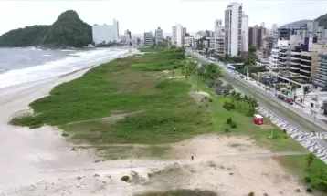 Pesquisadores questionam retirada de restinga em praia de Matinhos: 'Não faz sentido algum'; saiba importância do ecossistema