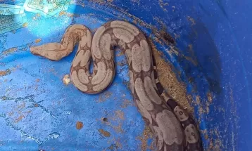 Jiboia é capturada em prainha do Rio Paraná; VÍDEO