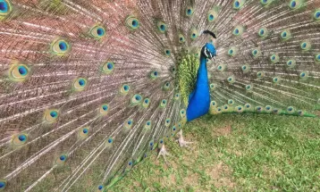 VÍDEO: homens furtam pavão de restaurante em Matinhos