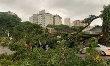 VÍDEO: Árvore cai em cima de carros durante vendaval em Curitiba