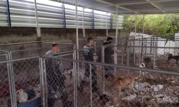 Cães resgatados de maus-tratos não sabem andar por viverem anos em caixas de transporte, diz polícia