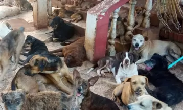 ONG que abriga cerca de 500 animais em Foz do Iguaçu pede doações para não suspender serviços