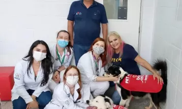 Laboratório da UEL de transfusão de sangue para cães e gatos precisa de novos doadores