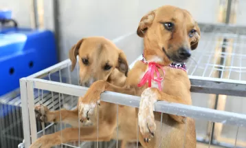 Prefeitura de Maringá promove feira de adoção de cães e gatos neste sábado (4); confira endereço 