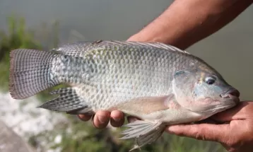 Feira em Ponta Grossa terá cerca de 12 toneladas de peixes para venda ao público