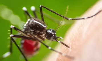 Paraná registra quase três mil novos casos e uma morte por dengue