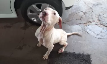 Polícia resgata cachorra vítima de maus tratos e consegue lar adotivo para o animal