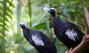 Nascidas em cativeiro, jacutingas viajam de Foz do Iguaçu a São Paulo para serem soltas na Mata Atlântica