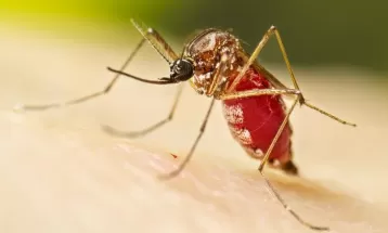 Menina de 2 anos morre vítima da dengue em Foz do Iguaçu; Paraná ultrapassa os 45 mil casos confirmados da doença