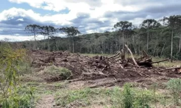 Dono de propriedade rural é multado em R$ 105 mil por destruição de floresta em regeneração, em Fernandes Pinheiro