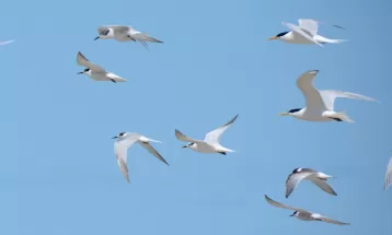 Gripe aviária no Paraná: como identificar sintomas em aves e onde reportar casos suspeitos