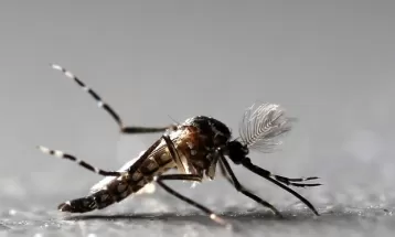 Paraná registra mais de 5 mil novos casos e três mortes por dengue