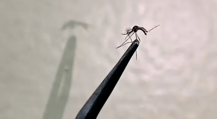 Cascavel emite alerta para casos de chikungunya após confirmação de oito casos