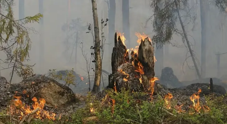 Brasil tem área queimada equivalente ao território da Itália