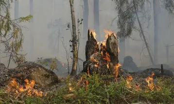 Brasil tem área queimada equivalente ao território da Itália