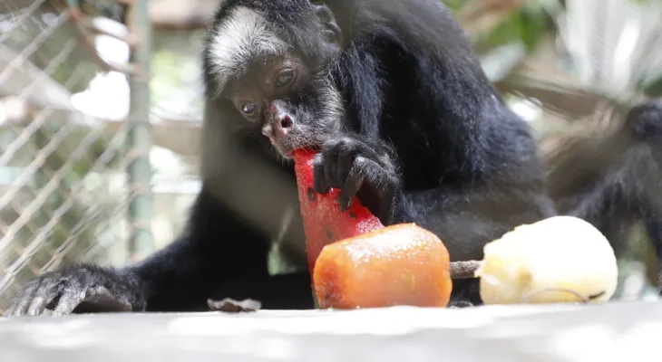 Zoológico de Cascavel adota cuidados especiais para manter bem-estar dos animais no calor intenso do verão