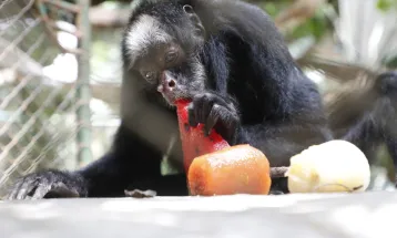 Zoológico de Cascavel adota cuidados especiais para manter bem-estar dos animais no calor intenso do verão