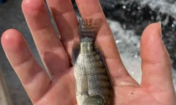 Coopavel apresenta embalagens inovadoras para cortes de peixes no Show Rural
