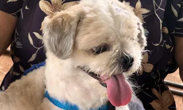 Mutirão do CastraPet vai passar por 26 municípios do Paraná em março