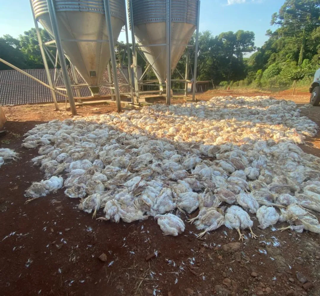 FAEP critica reajuste de 19% na tarifa da Copel e aponta prejuízos no campo