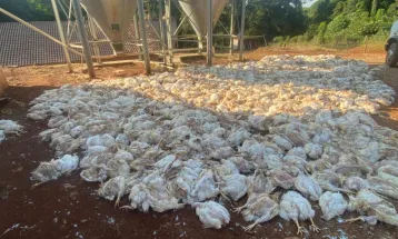 Copel: Produtores rurais amargam grandes prejuízos por queda de energia elétrica