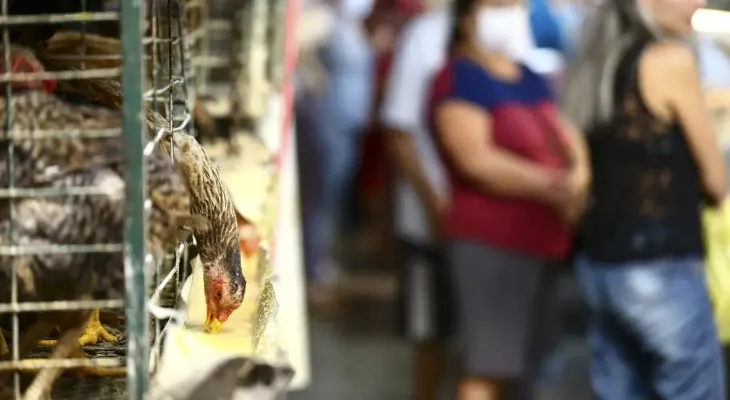 Calor extremo, alta do milho e quaresma pressionam preço do ovo