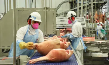 Paraná alcança maior participação da história na produção nacional de suínos