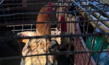 Motorista é preso utilizando galinhas para disfarçar transporte de drogas em Ubiratã