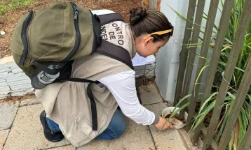 ALERTA: Cascavel já ultrapassa 630 casos de chikungunya