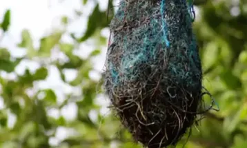 Poluição: no Brasil, aves estão fazendo ninhos com resíduos plásticos