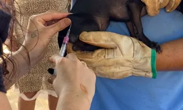 Secretaria de Meio Ambiente lança cadastro online para vacinação de pets