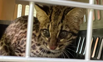 IAT devolve à natureza gato-do-mato-pequeno que ficou à deriva em rio no Litoral