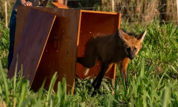 Itaipu e parceiros celebram soltura de lobo-guará na natureza