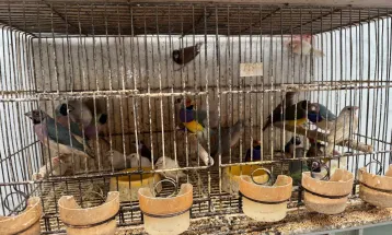 Polícia resgata mais de 5 mil aves exóticas de situação de maus tratos