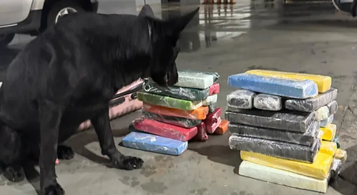 Cães farejadores do BPRv apreendem quase 40 kg de maconha em ônibus
