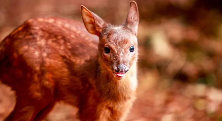 Zoo tem 12 novos moradores que nasceram no parque neste ano e cascavelenses poderão decidir nome de um deles
