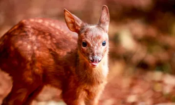 Zoo tem 12 novos moradores que nasceram no parque neste ano e cascavelenses poderão decidir nome de um deles