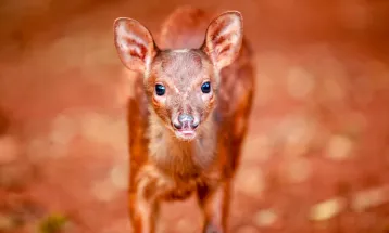Cascavelenses votam e decidem que Tauã será nome do veado-bororó do Zoo