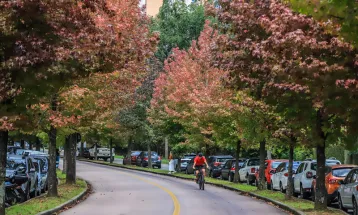 Curitiba lidera arborização viária no Sul e Sudeste, revela IBGE