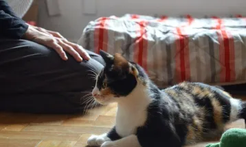 Pandemia trouxe crescimento na interação positiva entre gatos e tutores