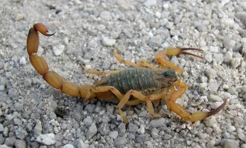 Foz intensifica ações contra escorpiões após aumento de casos