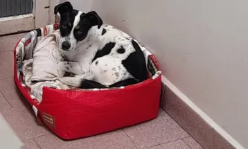 Cachorro será indenizado após ganhar ação judicial contra ex-tutor por maus-tratos no Paraná