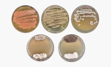 Microrganismos da Amazônia revelam potencial agrícola e compostos inéditos