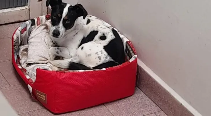 Juíza reconhece cachorro como parte em ação e determina indenização ao animal no Paraná