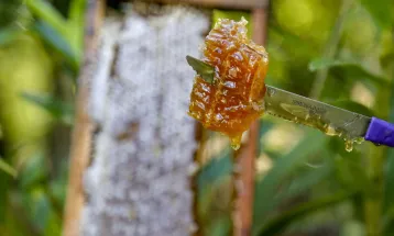 Exportações de mel disparam e Paraná assume vice-liderança no Brasil