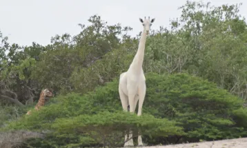 Tecnologia e esperança