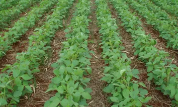 Sistema Plantio Direto: inovação que brotou no Norte do Paraná conquistou o mundo