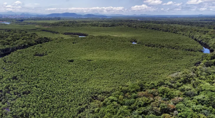 Paraná reduz em 64% o desmatamento ilegal, indica Fundação SOS Mata Atlântica